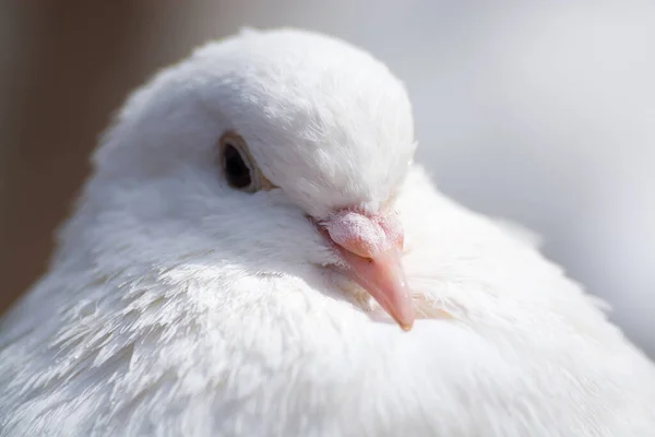 Gołąb Biały Jeziorze — Zdjęcie stockowe