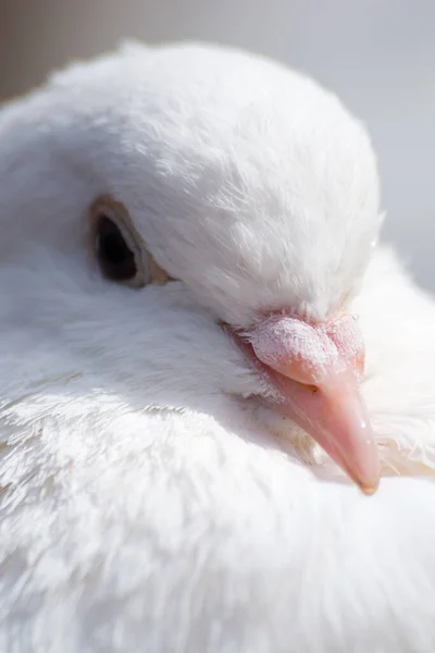 Cisne Blanco Lago — Foto de Stock