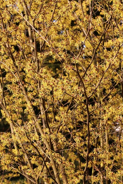 Çiçek Açan Hamamelis Intermedya Arnold Sözü — Stok fotoğraf