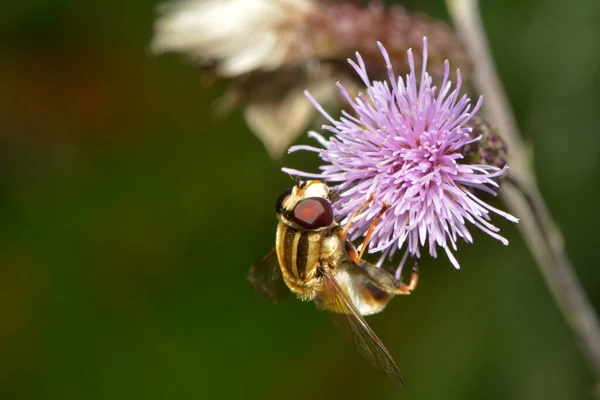 Grande Mouche Marécageuse Sur Fleur — Photo