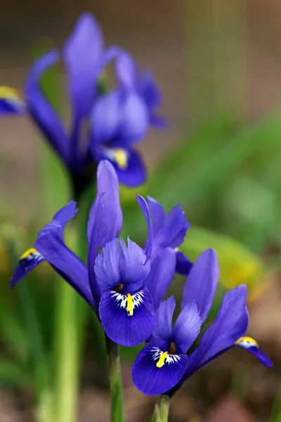 Iride Nana Iride Fogliare Netta Iris Reticulata — Foto Stock