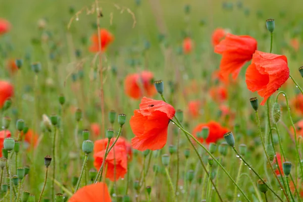 Veldbloemen Papaverbloemen — Stockfoto