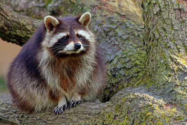 Raccoon Procyon Lotor Árbol — Foto de Stock
