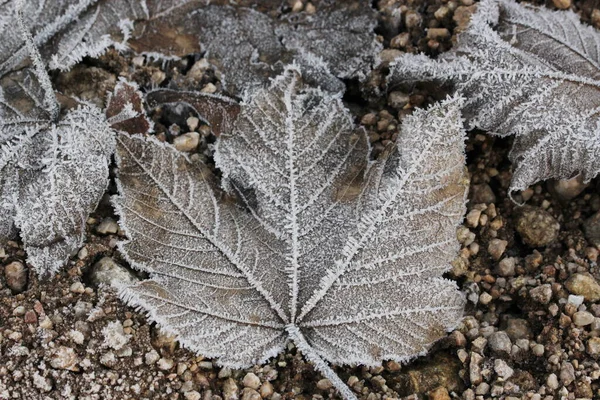 Herfstblad Met Rijping — Stockfoto