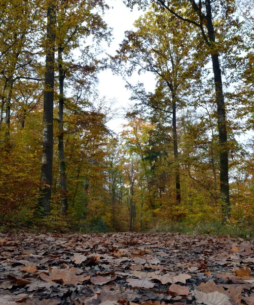 Herfst Bos Kleurrijke Bladeren — Stockfoto