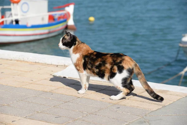 Gatto Animale Domestico Animale Domestico Tigre Fantasia Tricolore Sitia Creta — Foto Stock