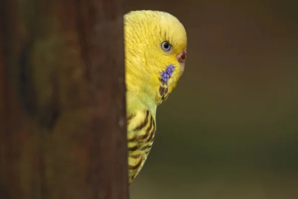 Malerischer Blick Auf Bunte Wellensittiche — Stockfoto