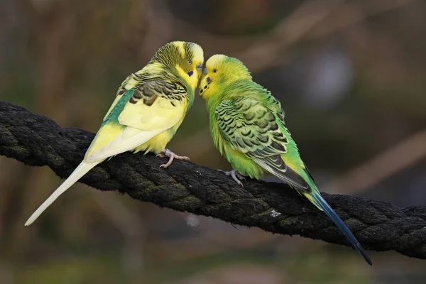 Vacker Utsikt Över Färgglada Budgerigar Papegojor — Stockfoto