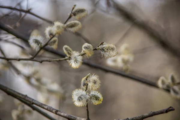 Wierzba Kotek Flora Wiosna Puszyste Pąki — Zdjęcie stockowe