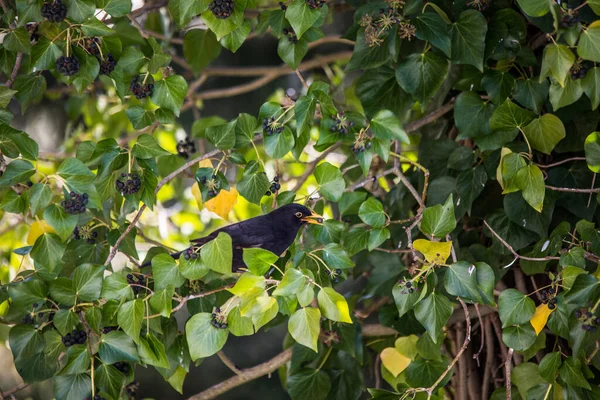 Zangvogel Ornithologie Fauna — Stockfoto