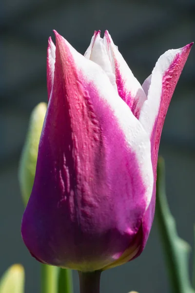 Nahaufnahme Einer Lila Tulpe — Stockfoto