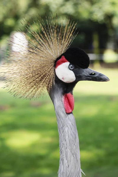 Jižní Afrika Crown Crane — Stock fotografie