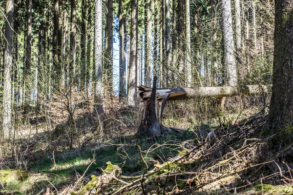 Bosque Conífero Con Daños Causados Por Las Tormentas — Foto de Stock