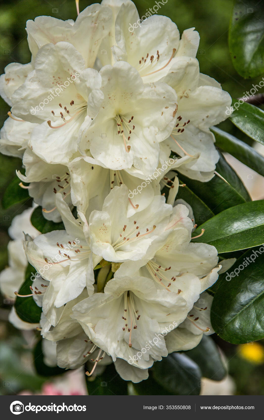 Plante Fleurs En Pleine Floraison - Photo Gratuite Sur Pixabay - Pixabay