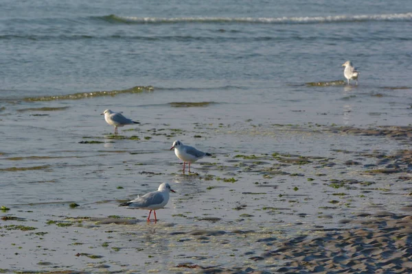 Mouettes Dans Habitat Concept Sauvagerie — Photo