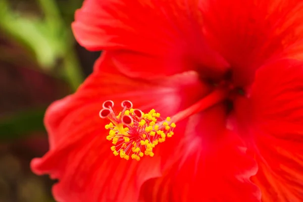 Kínai Rózsa Szeletelő Közelkép Piros Hibiszkusz Természetben — Stock Fotó