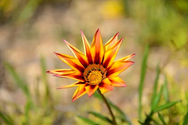 Messaggi Primavera Fiori Primavera Spagna — Foto Stock