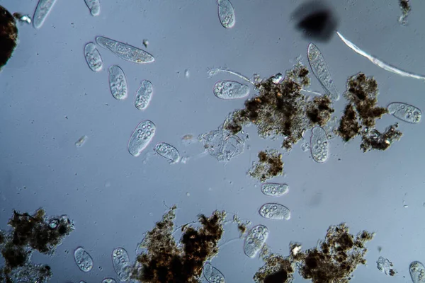 Undervattensutsikt Över Havet Med Bubblor — Stockfoto