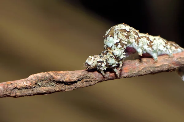 Caterpillar Sickle Owl — Stock Photo, Image