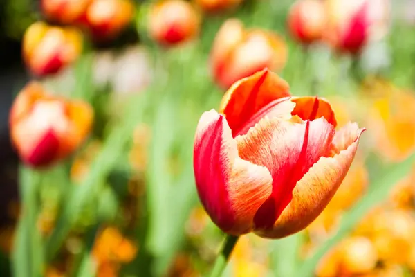 Pole Tulipanowe Wiosną — Zdjęcie stockowe
