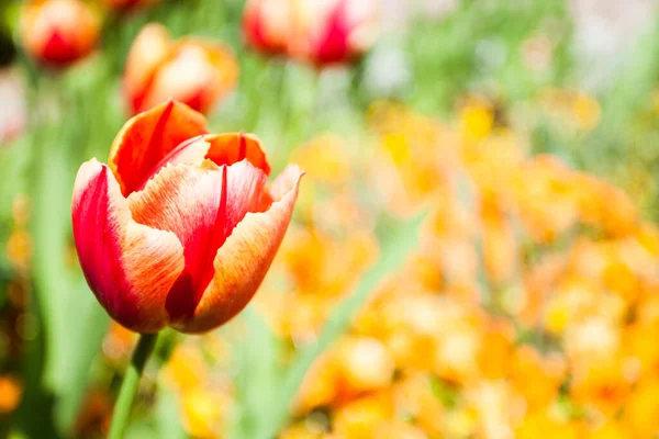 Pole Tulipanowe Wiosną — Zdjęcie stockowe