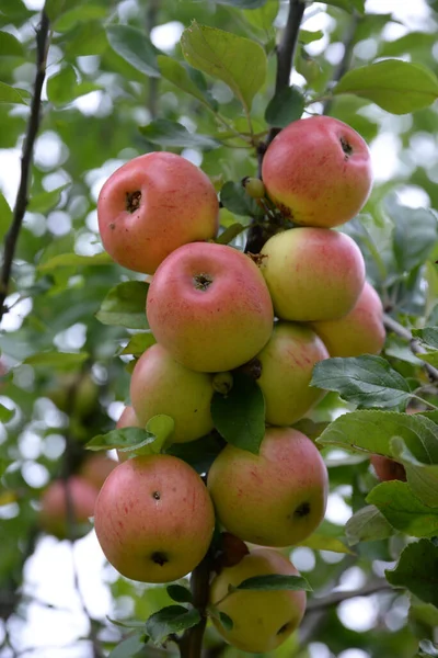 Червоні Яблука Садку Зародка — стокове фото