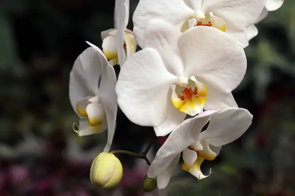 Orchideenblütenblätter Flora — Stockfoto