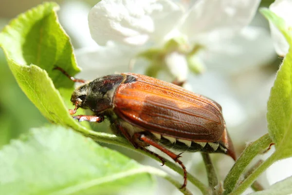 May Beetle Apple Tree — Stock Photo, Image