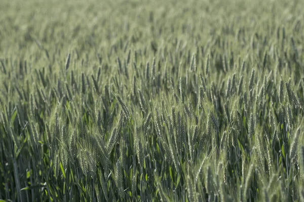 Άποψη Του Cornfield Έννοια Της Γεωργίας — Φωτογραφία Αρχείου