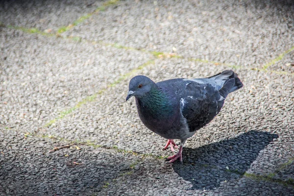 Pigeons Escogiendo Parque —  Fotos de Stock