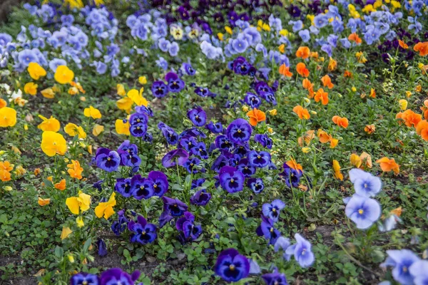 Kleurrijk Bloeiende Primrose Veld — Stockfoto