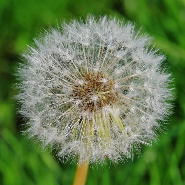 Detailansicht Einer Reifen Löwenzahnpflanze Pusteblume — Stockfoto