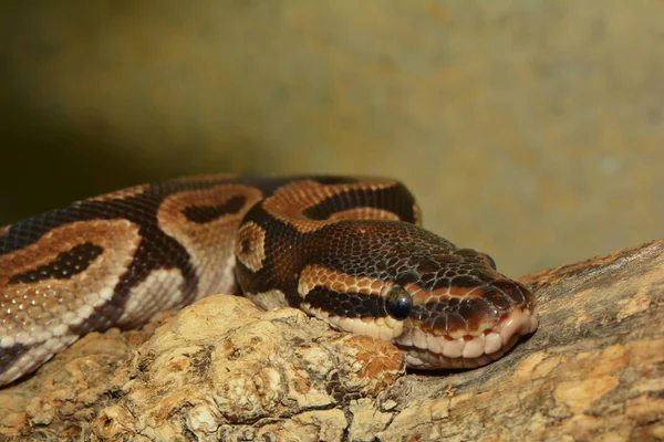 Gevaarlijke Slang Reptielenjager Slangenhuid — Stockfoto