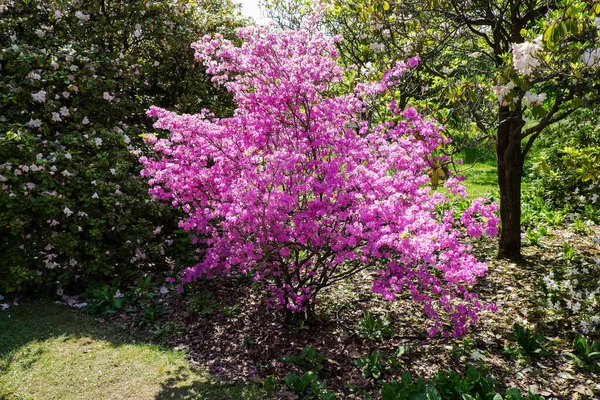 Rhododendron Shrub Magnificent Bloom Spring — Stock Photo, Image