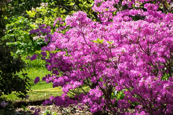 Rododendron Krzew Wspaniałym Rozkwicie Wiosną — Zdjęcie stockowe