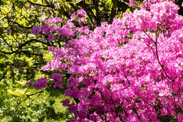 Rododendron Keř Nádherným Květem Jaře — Stock fotografie