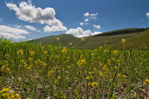 Altopiano Del Piano Grande Vicino Castelluccio Norcia Umbria Italia — Foto Stock