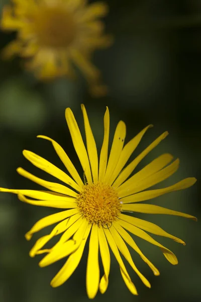 Different Plants Selective Focus — Stock Photo, Image