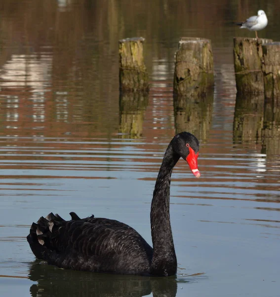 Mourning Swan River — Stock Photo, Image