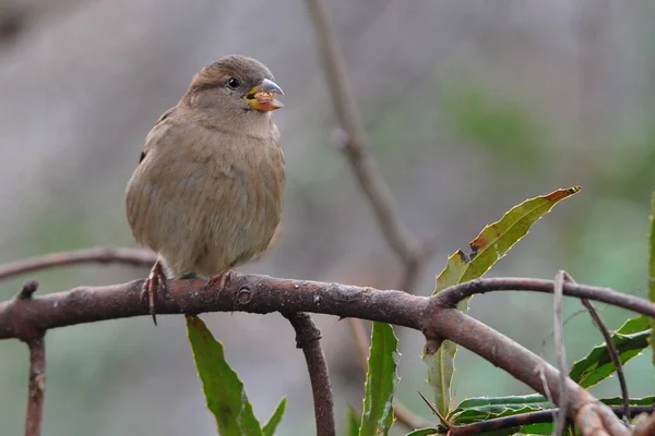 茂みの中の小さな雀 — ストック写真
