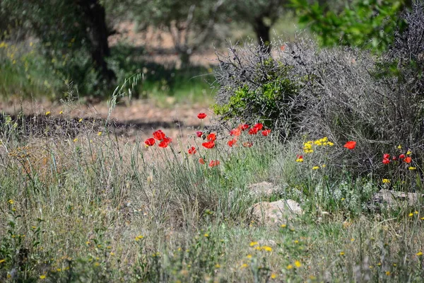 Rote Mohnblume Espanha — Fotografia de Stock