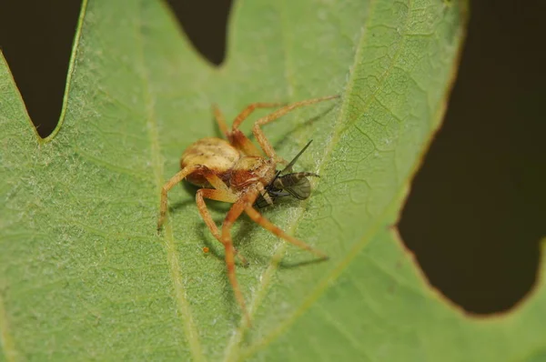 Espantoso Animal Araña Depredador — Foto de Stock