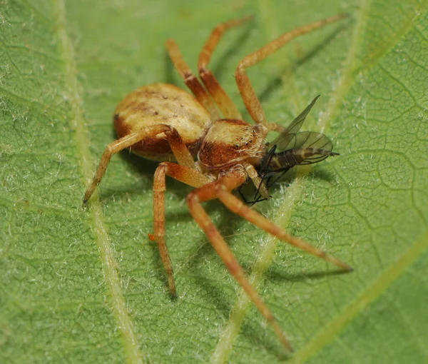 Espantoso Animal Araña Depredador — Foto de Stock