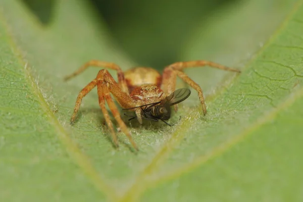 Araña Espeluznante Insecto Aterrador — Foto de Stock