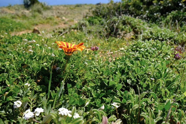 Παραλιακή Βλάστηση Στον Ατλαντικό Algarve Πορτογαλία — Φωτογραφία Αρχείου