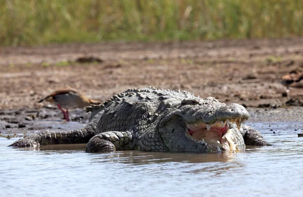 Krokodil Vattnet — Stockfoto