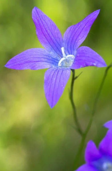 Vista Panorâmica Bela Flor Sino Natural — Fotografia de Stock