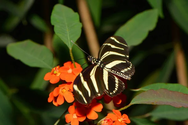 Pequeña Mariposa Flor Concepto Salvajismo —  Fotos de Stock