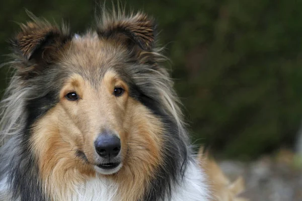 長い髪のコリー犬 ペット — ストック写真
