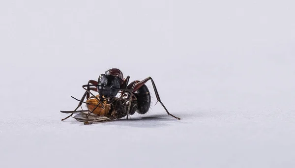 Una Macro Toma Una Hormiga Roja —  Fotos de Stock